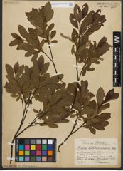 Foto von Salix waldsteiniana Willd.